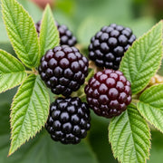 Ripe 'Tiny Black' blackberries clustered on a branch with vibrant green leaves, showcasing their glossy, deep purple-black color against a blurred natural background.